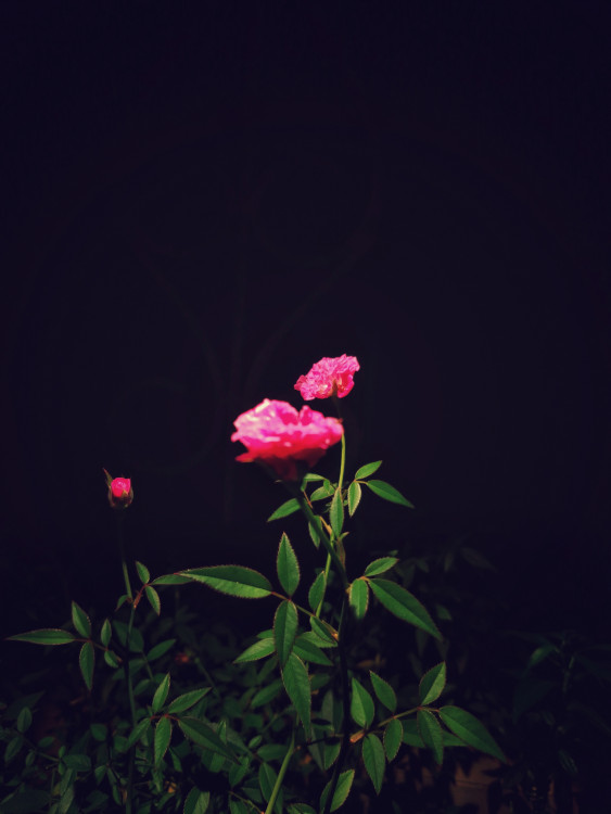Roseate Dreams by Oviul Maruf.