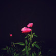 Roseate Dreams by Oviul Maruf.