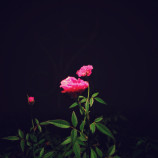 Roseate Dreams by Oviul Maruf.