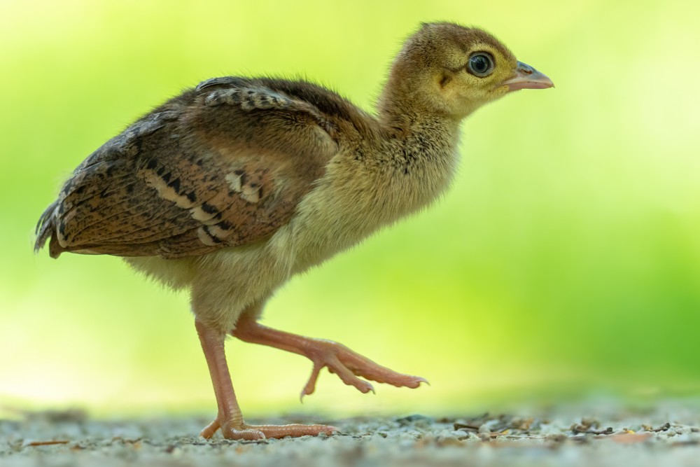 Páv korunkatý (Pavo cristatus)