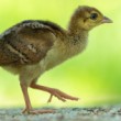 Páv korunkatý (Pavo cristatus)