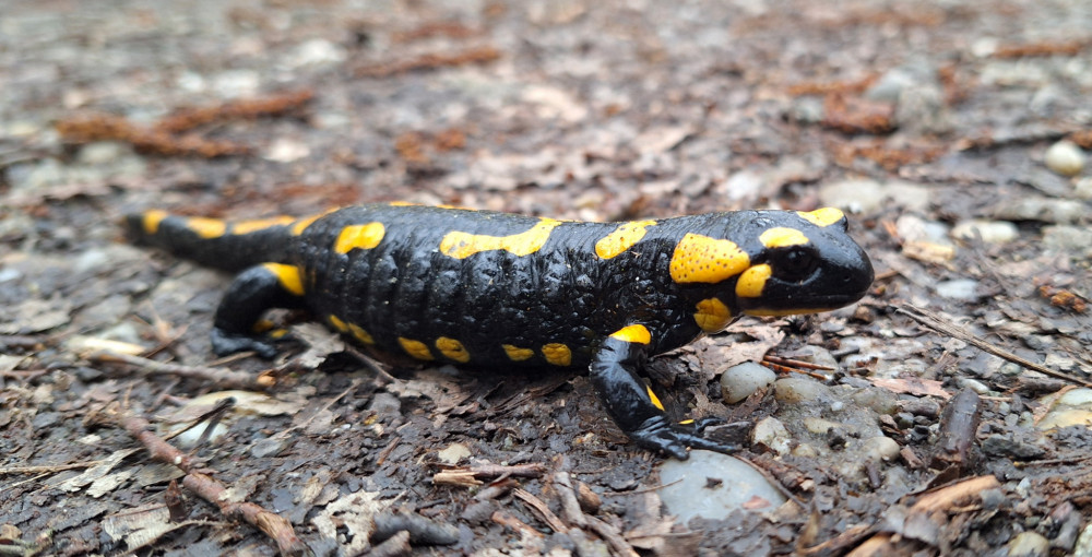 Salamandra