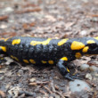 Salamandra