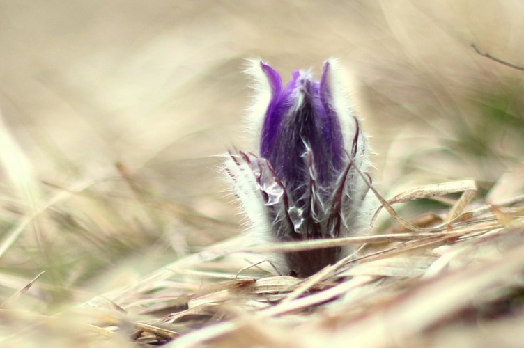 Pulsatilla Slavica