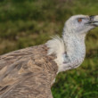 Sup bielohlavý (Gyps fulvus)