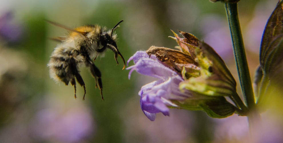 Bee / Včela