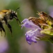Bee / Včela