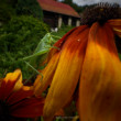 Kobylka spevavá a Rudbekia srstnatá