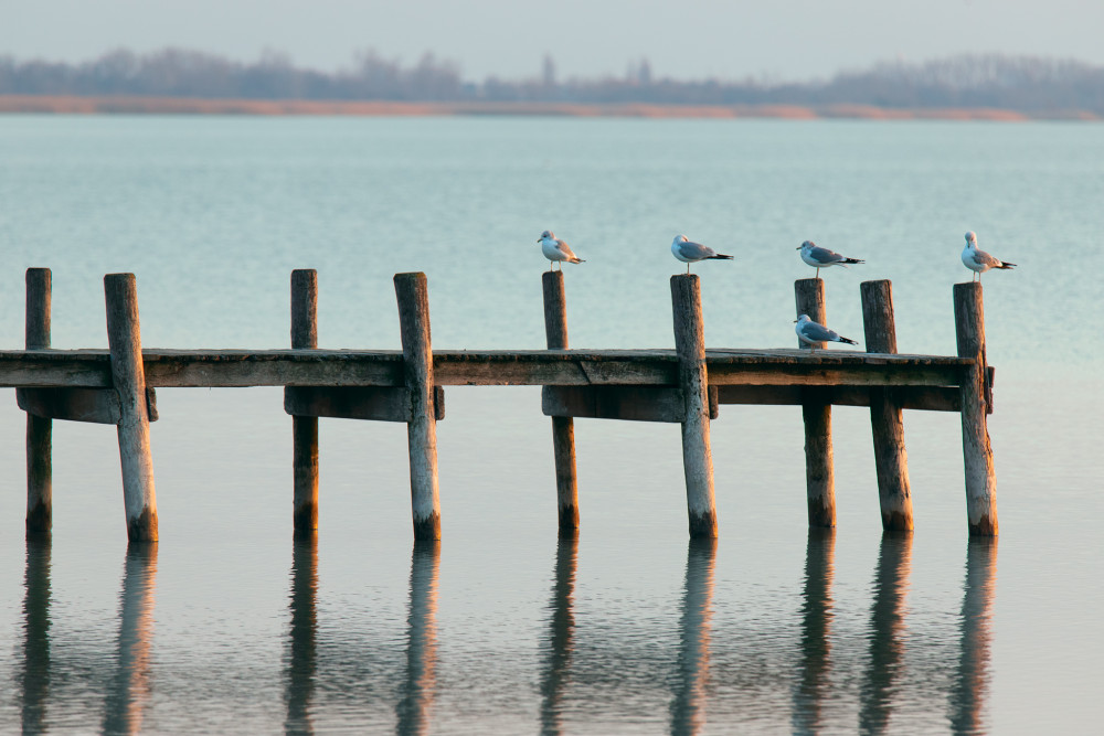 Čajky na móle, Weiden am See