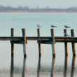 Čajky na móle, Weiden am See