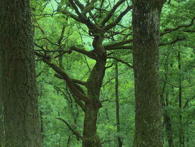 Skull Tree