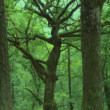 Skull Tree