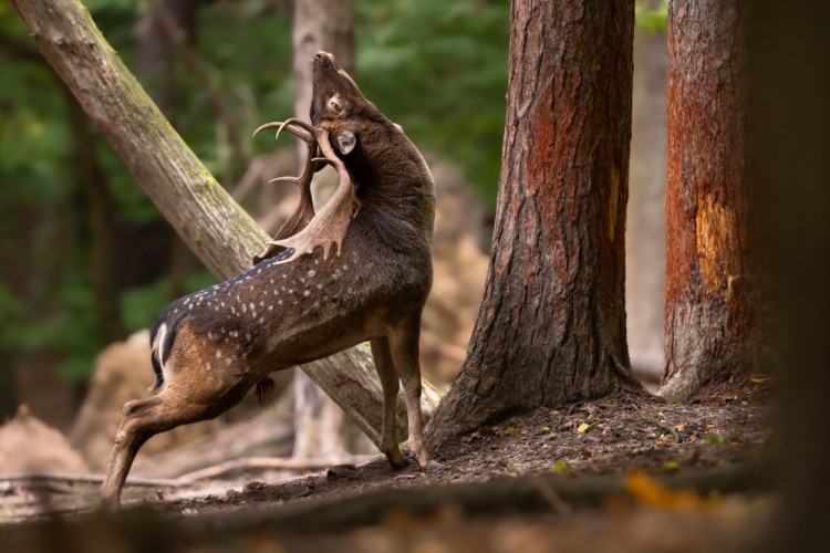 Daniel škvrnitý, The fallow deer (Dama dama)