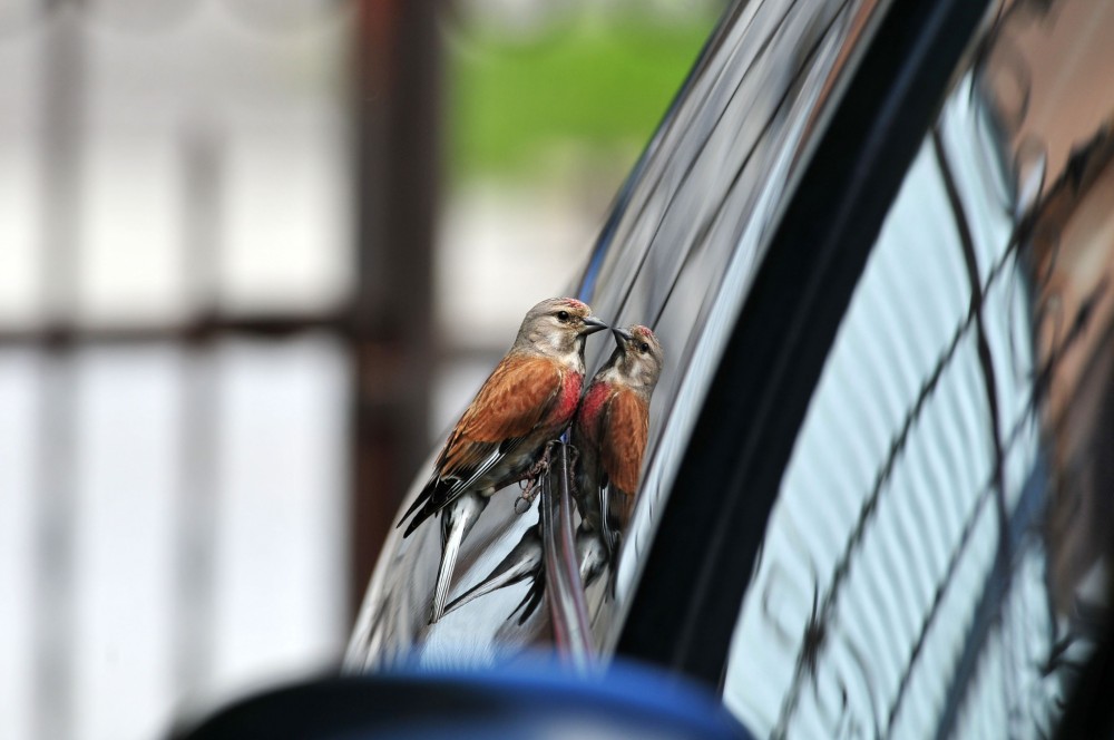 Stehlík konopiar. Carduelis-cannabina