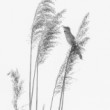 Trsteniarik 3