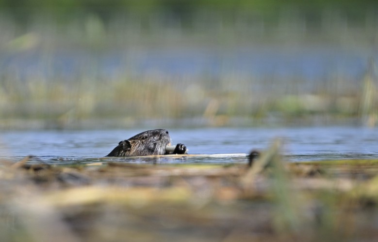 Nutria riečna.