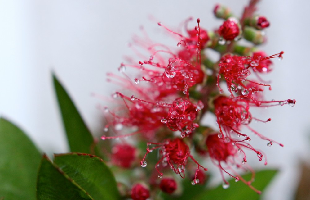 Callistemon