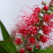 Callistemon
