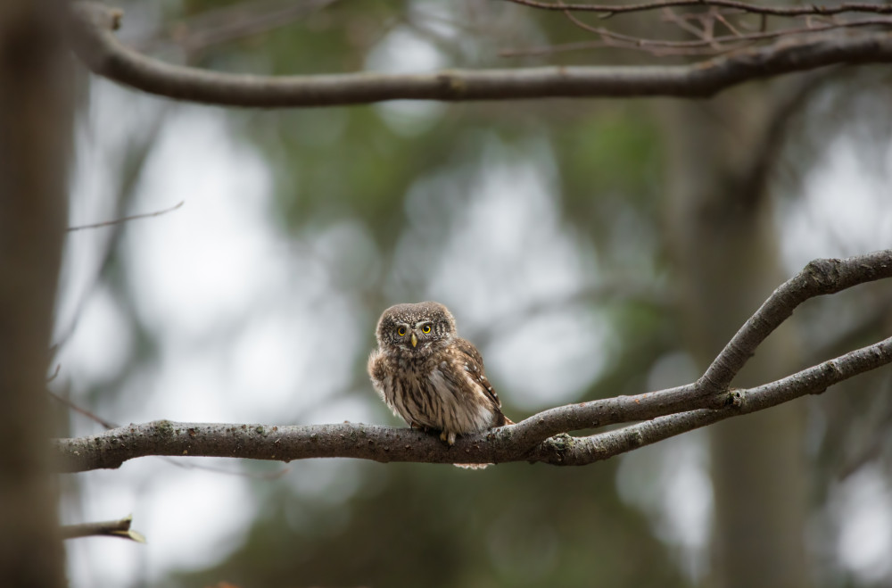 Kuvičok vrabčí(Glaucidium passerinum)