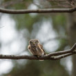 Kuvičok vrabčí(Glaucidium passerinum)