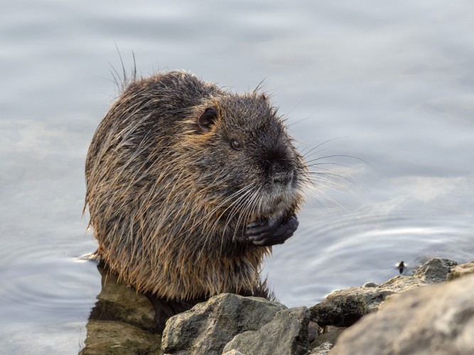 Nutria riečna