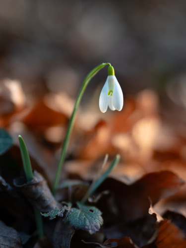 Jar začína potichu. ????