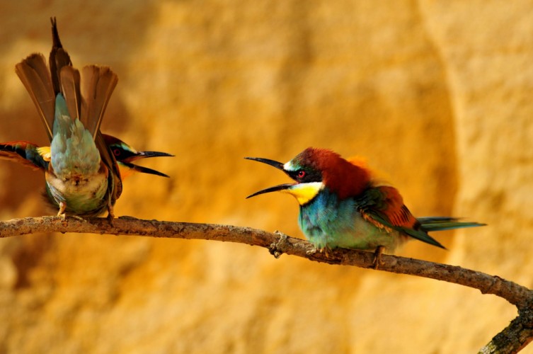 Včelárik zlatý. Merops- apiaster