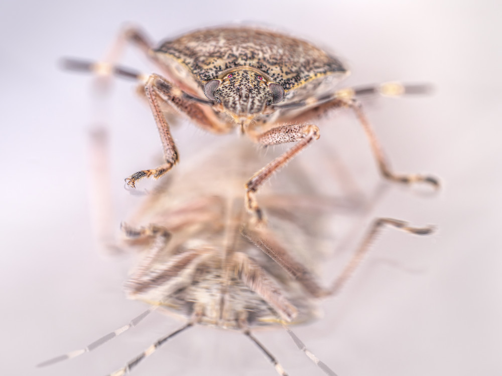 bzdocha (Heteroptera) 2