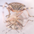 bzdocha (Heteroptera) 2