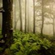 Mystic morning