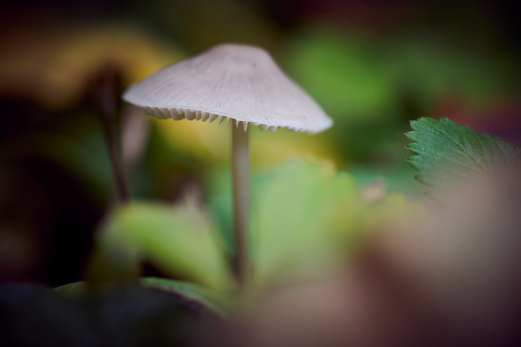 fungi