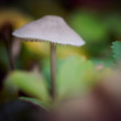 fungi