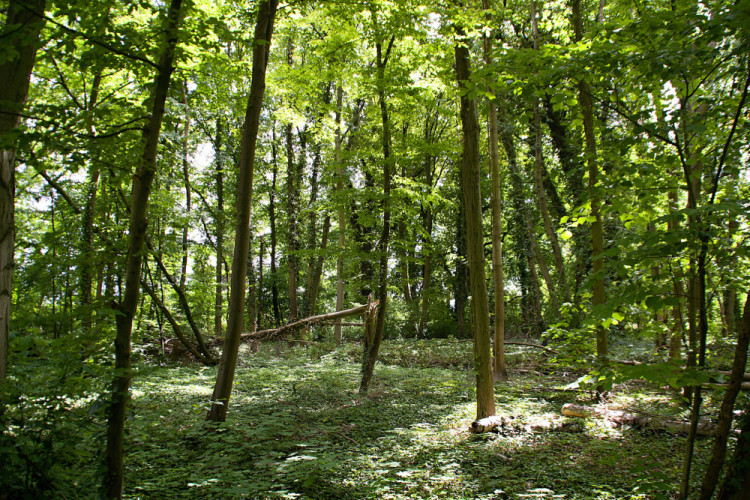 Lesík v parku Am Gutspark