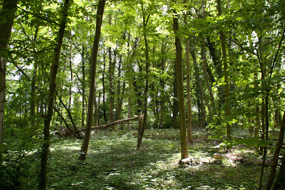 Lesík v parku Am Gutspark