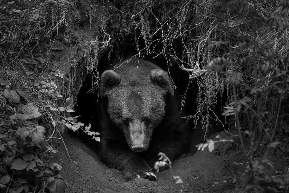 medveď v brlohu