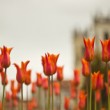 Bystrické tulipány