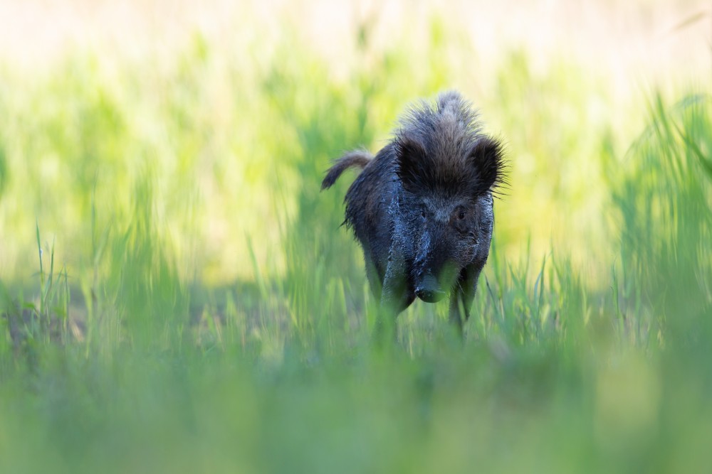 Diviak lesný, The wild boar (Sus scrofa)