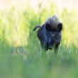 Diviak lesný, The wild boar (Sus scrofa)