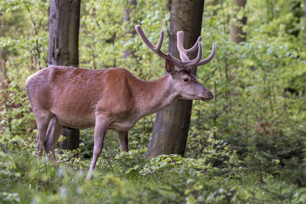 Jeleň lesný - Cervus elaphus