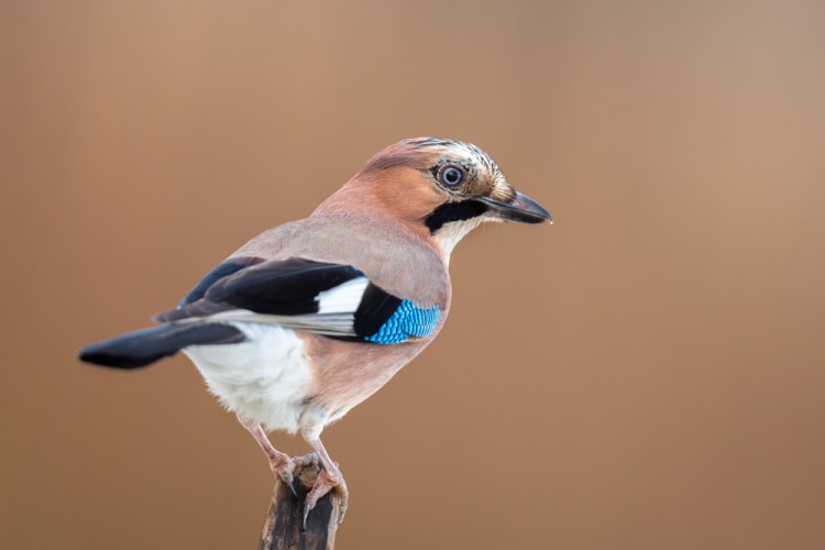 sojka škriekavá, The Eurasian jay (Garrulus glandarius)