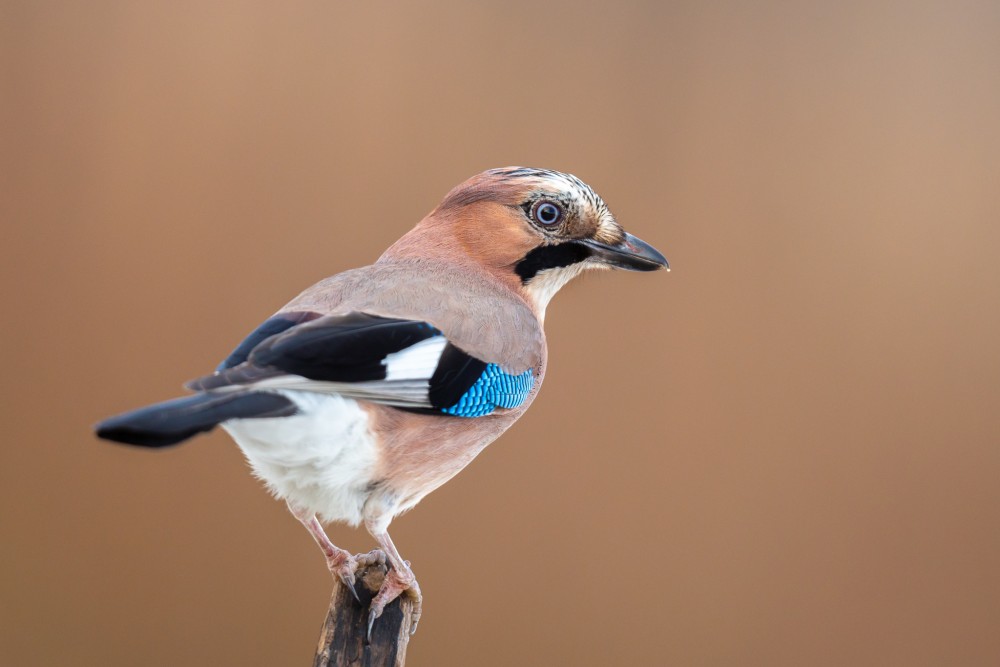 sojka škriekavá, The Eurasian jay (Garrulus glandarius)