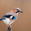 sojka škriekavá, The Eurasian jay (Garrulus glandarius)