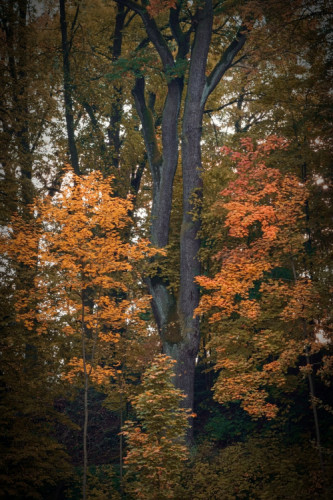 Jesenný park