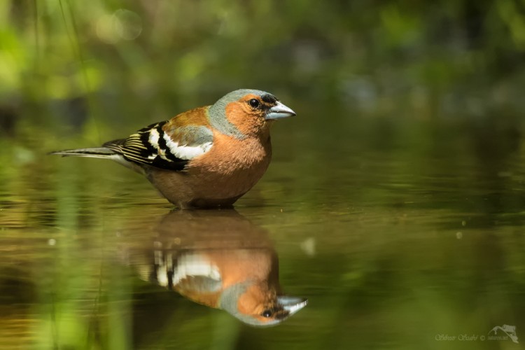 Pěnkava obecná (Fringilla coelebs