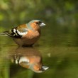 Pěnkava obecná (Fringilla coelebs