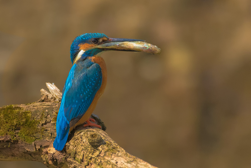 Ledňáček říční (Alcedo atthis)