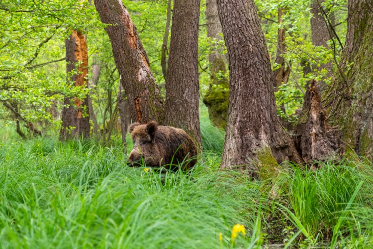 Diviak lesný, The wild boar (Sus scrofa)