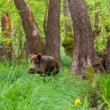 Diviak lesný, The wild boar (Sus scrofa)