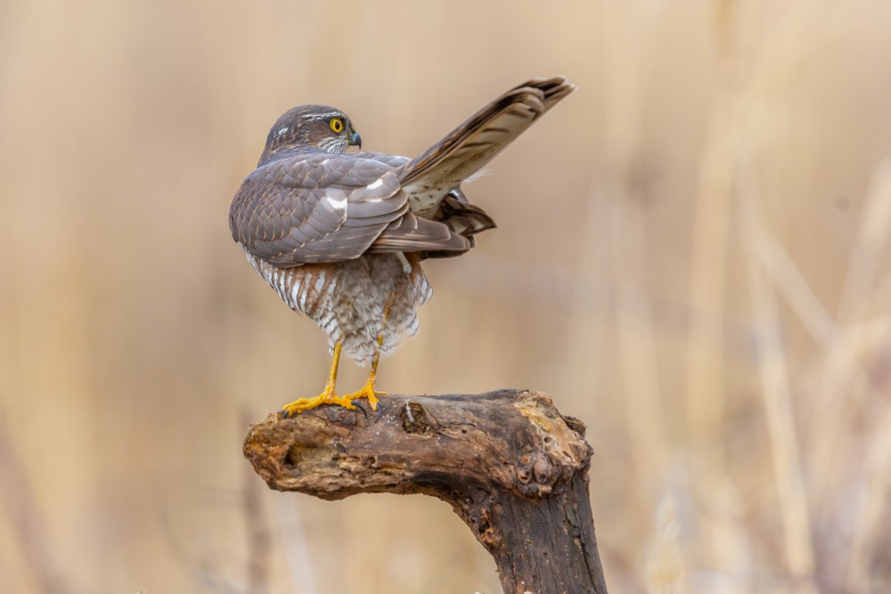 Jastrab krahulec, The Eurasian sparrowhawk (Accipiter nisus)