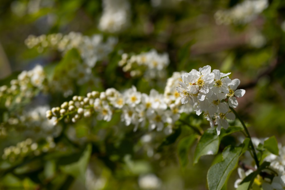 Čremcha obyčajná (Prunus padus)